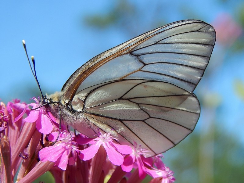Apoteosi di Aporia crataegi